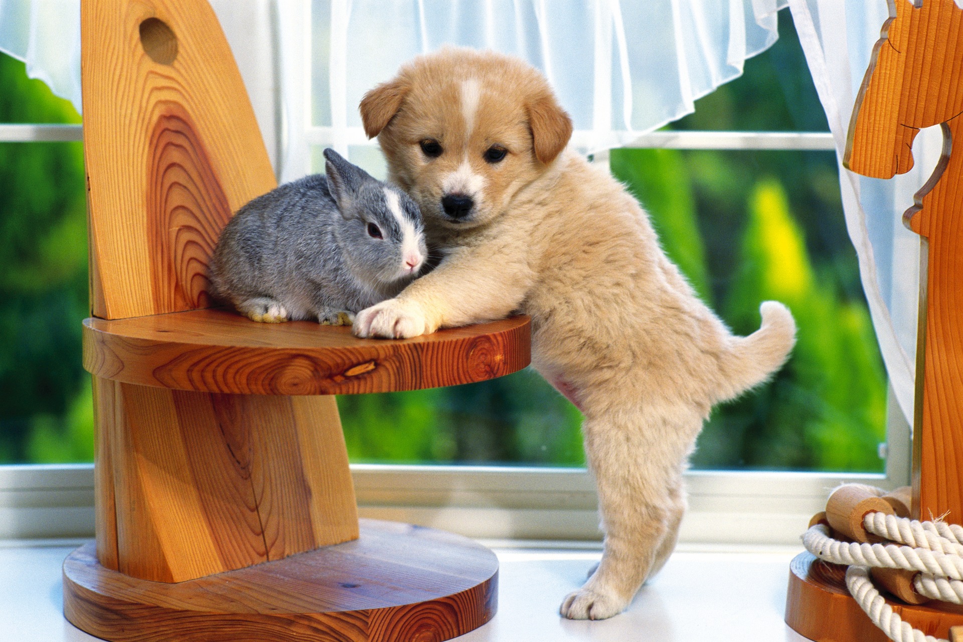 2 сыйныф. Дүрт аяклы дусларыбыз